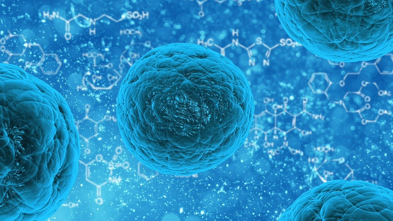 Cellules humaines protégées par des antioxydants