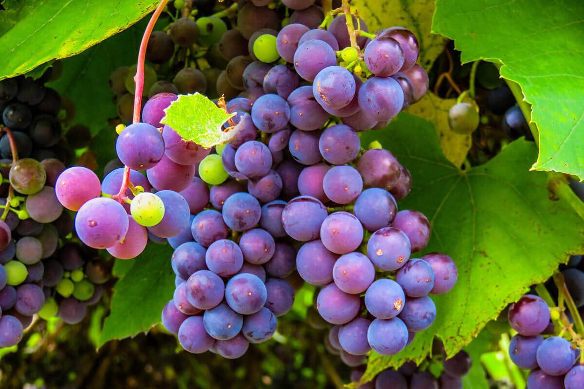 Grappes de raisins frais