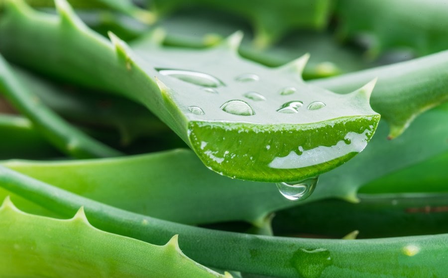 Feuille d'aloe vera fraîche