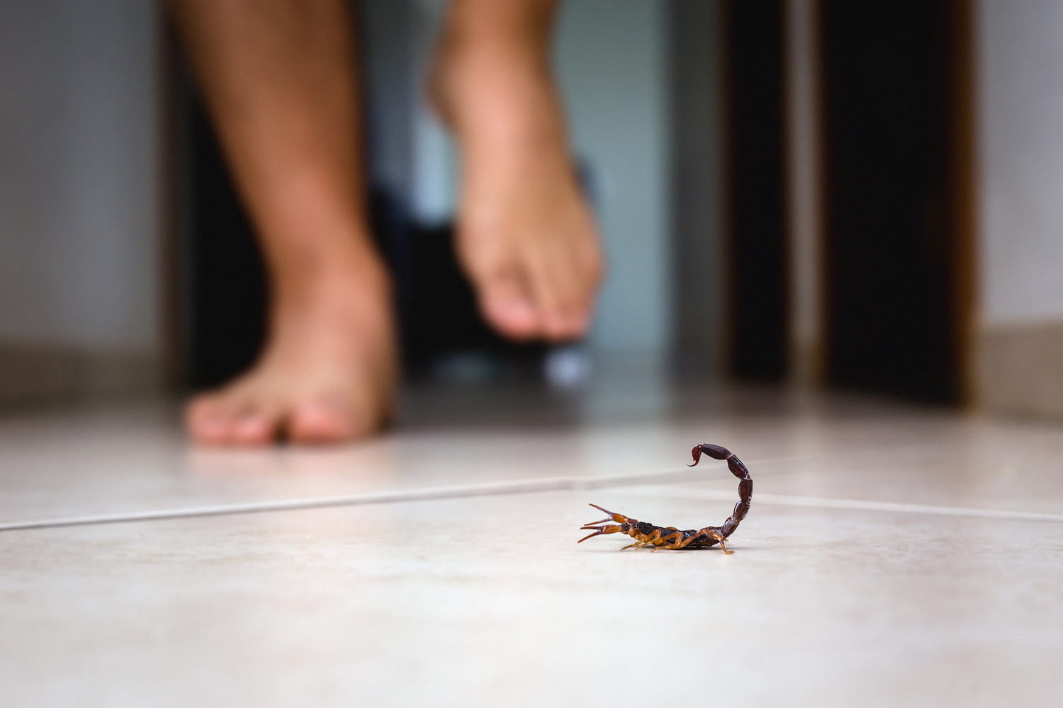 Scorpion dans un intérieur