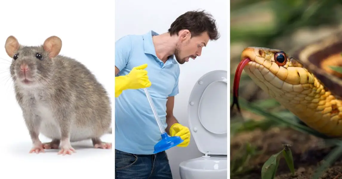 Créatures pouvant remonter par les canalisations