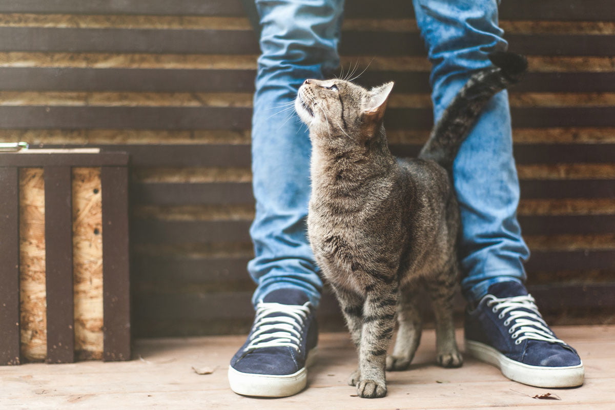 Chaton se frottant contre une main
