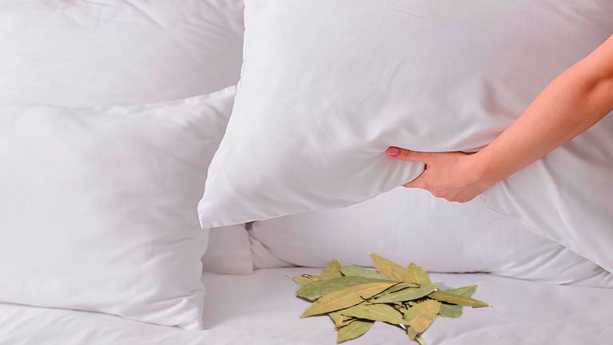 Feuilles de laurier sous un oreiller
