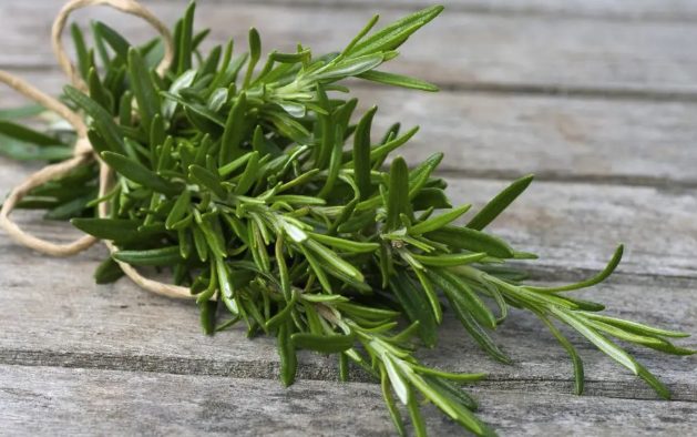 Romarin en pot sur un balcon