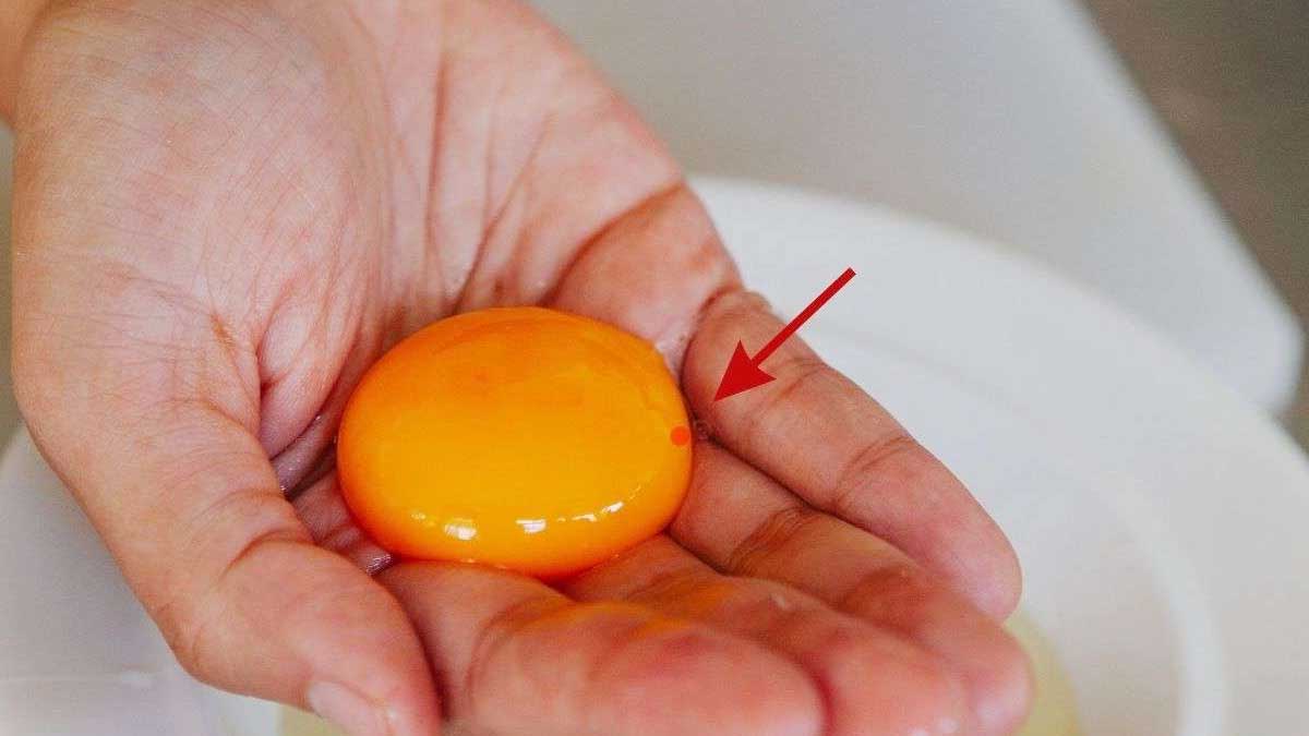 Œuf cassé montrant une petite tache rouge dans le jaune