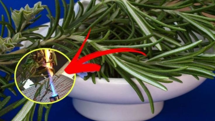 Bouquet de romarin prêt à être utilisé en fumigation