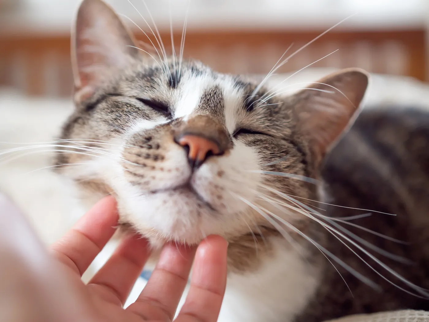 Chat se frottant contre une main