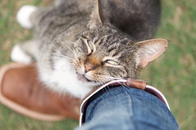Chat se lovant contre les jambes de son humain