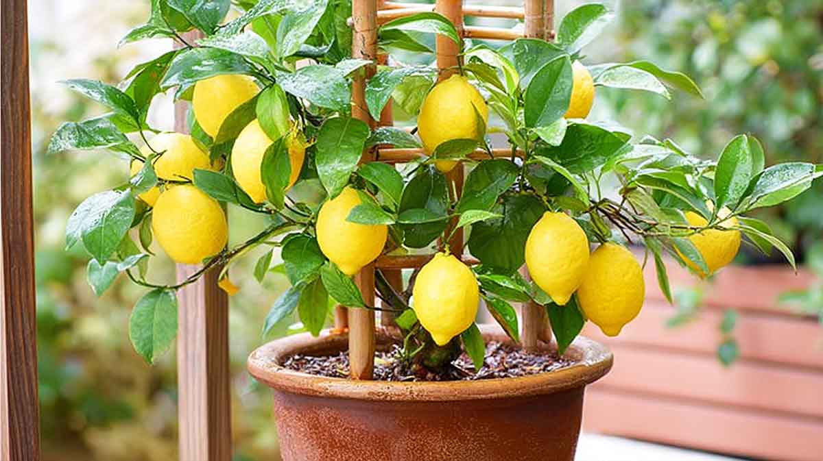 Citronnier cultivé en pot