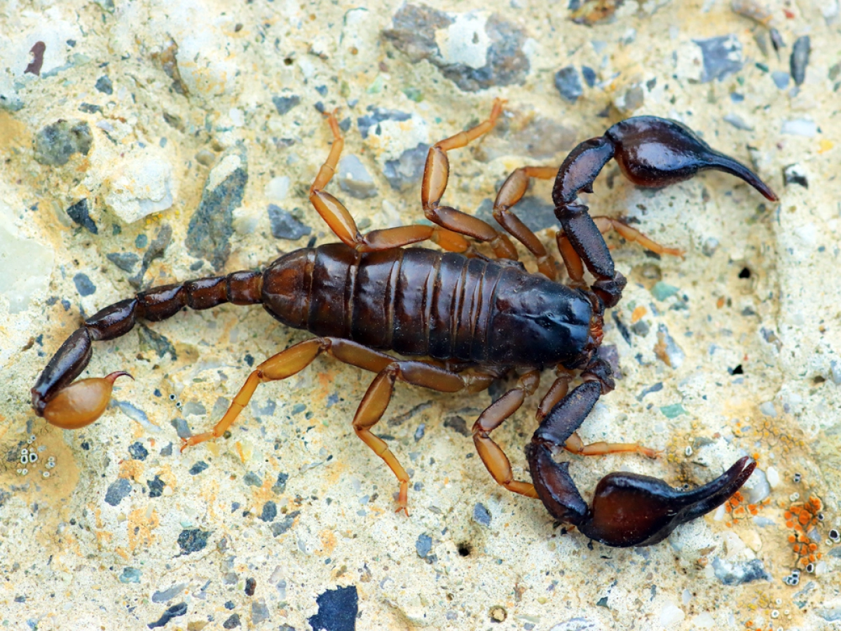 Scorpion jaune sur un mur