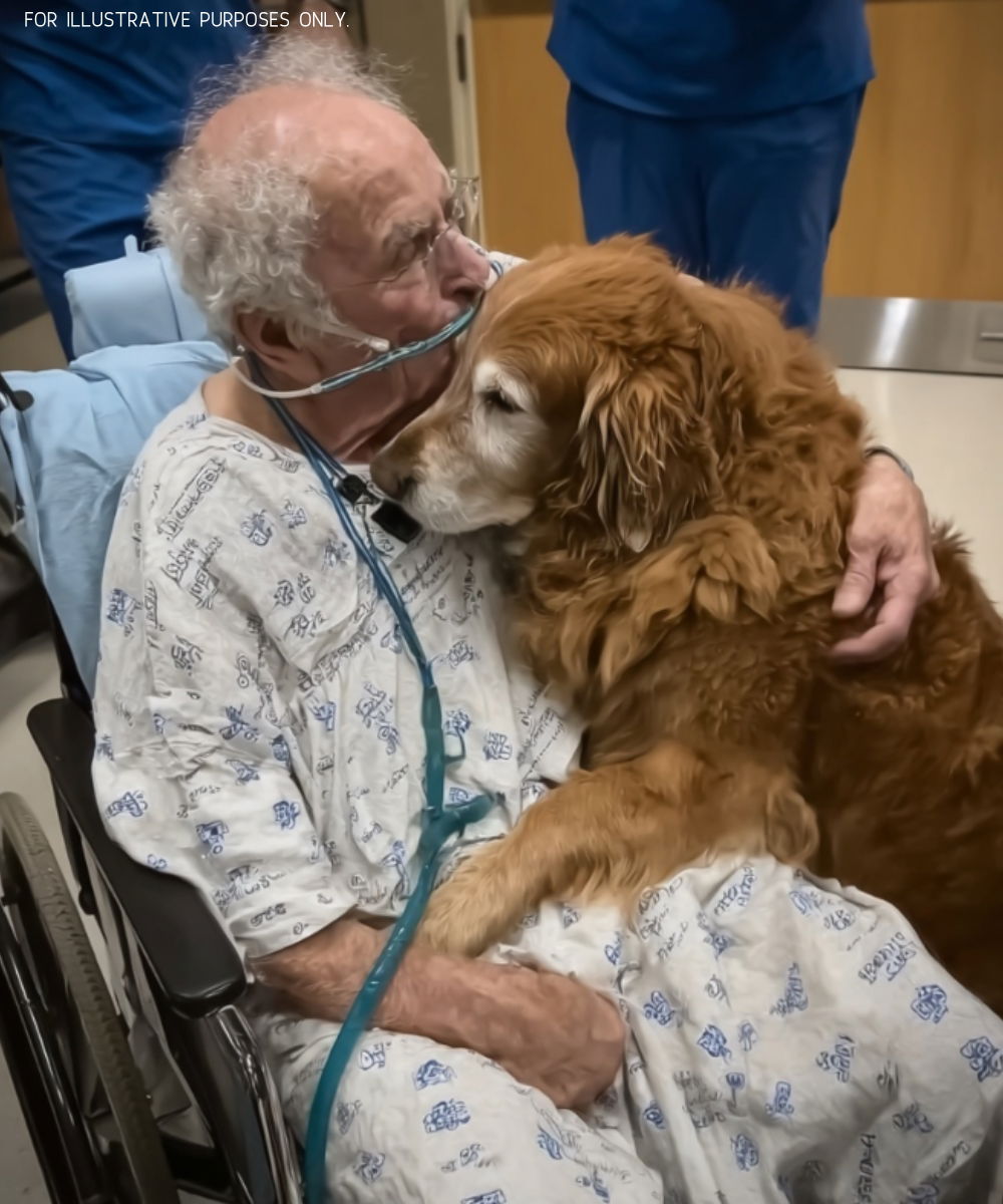 Golden retriever âgé allongé près de son maître à l'hôpital