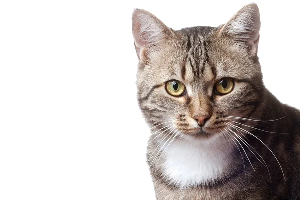Chat approchant son visage vers un humain