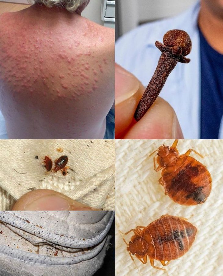 Clous de girofle contre les insectes