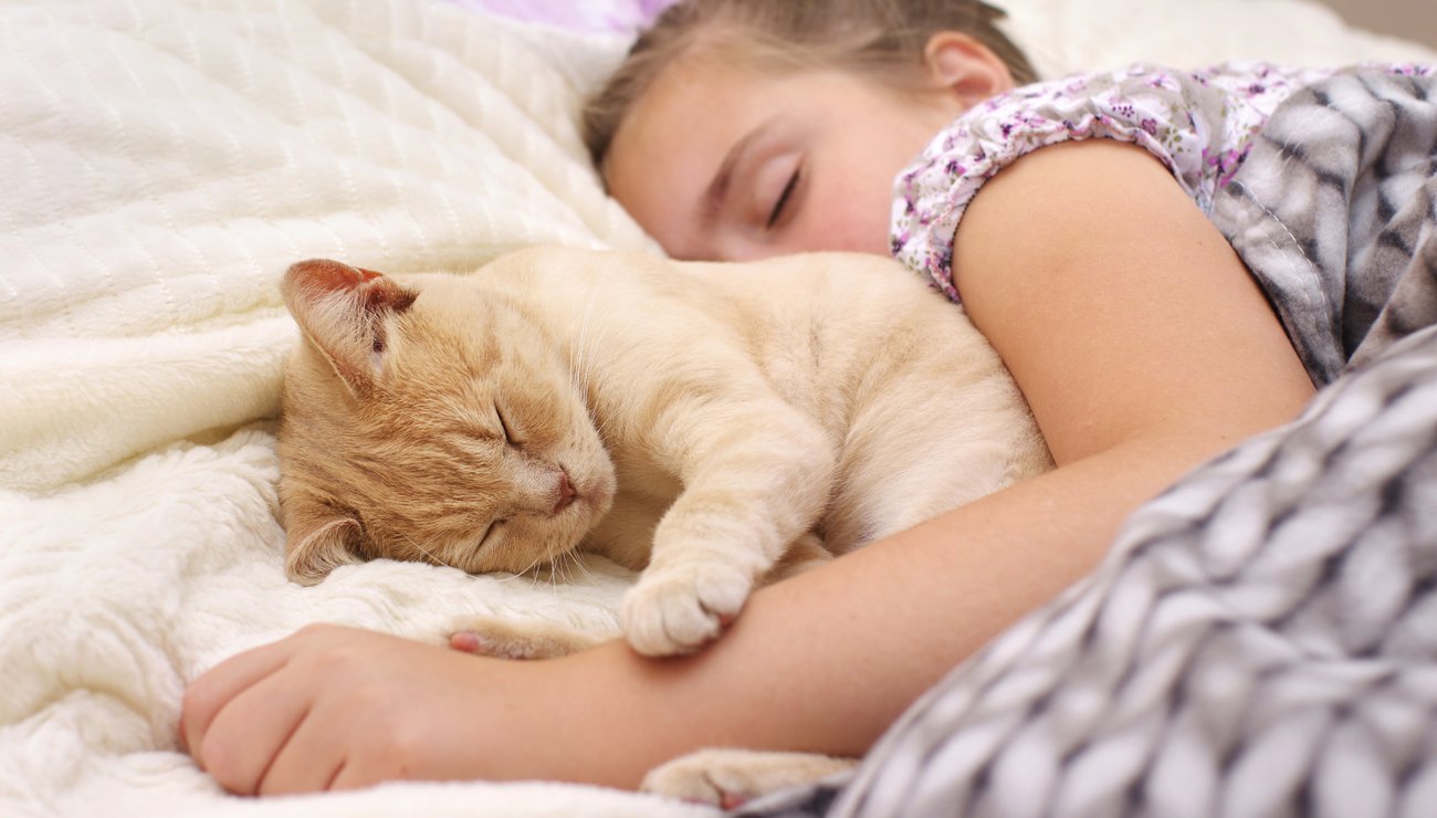 Chat blotti contre son humain pour se réchauffer