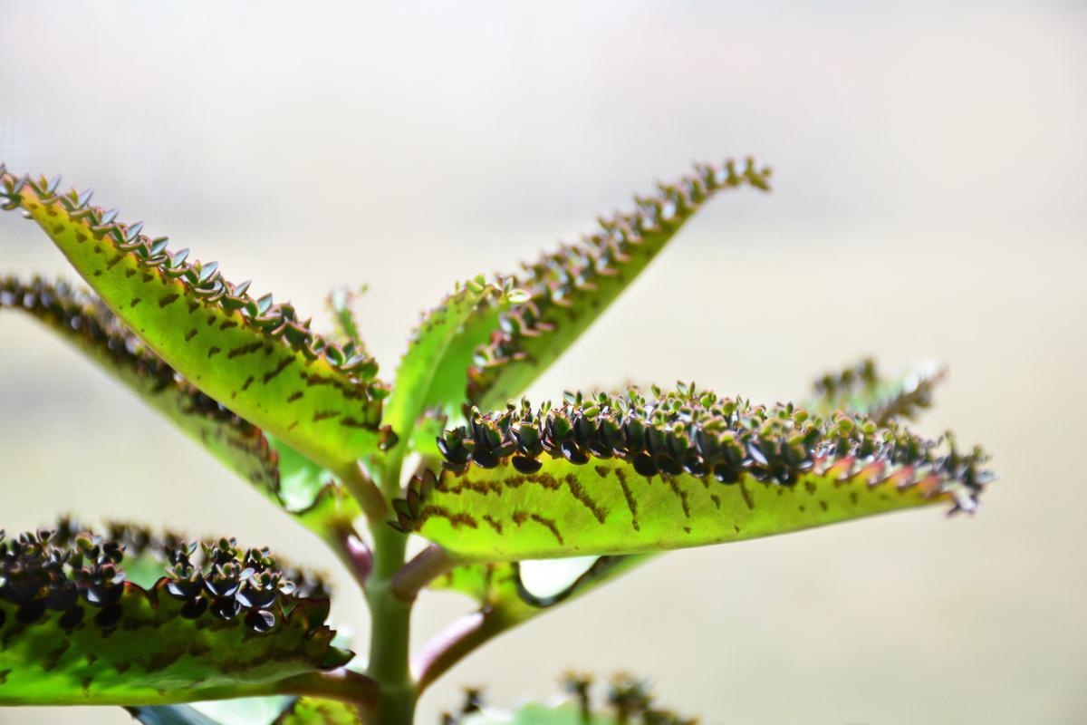 Précautions avec le kalanchoé