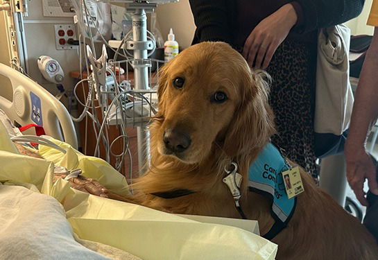 Chien de race setter irlandais veillant sur un patient