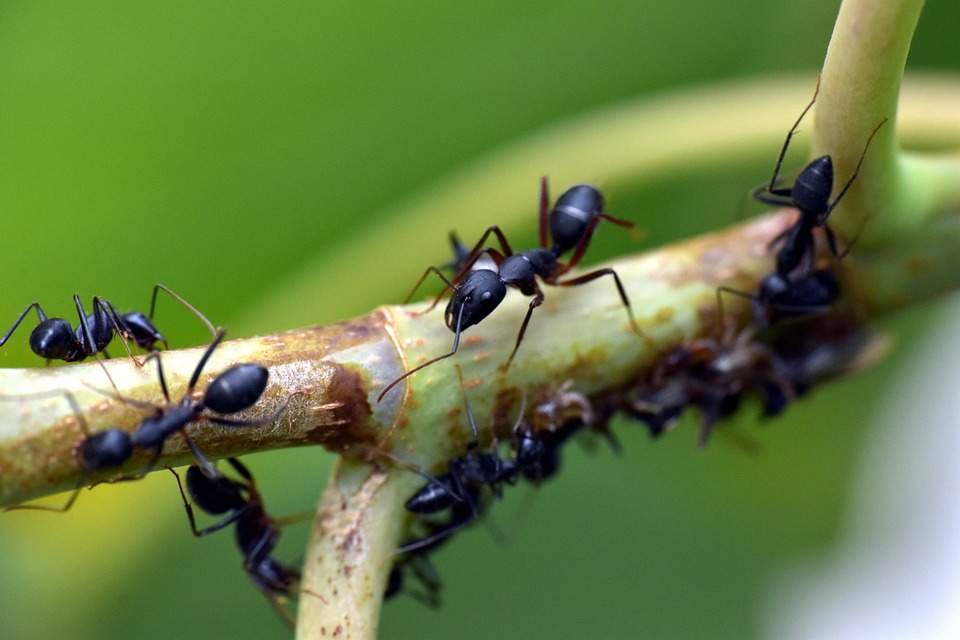 Lutte contre les insectes