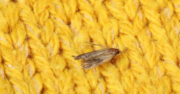 Mites dans les vêtements