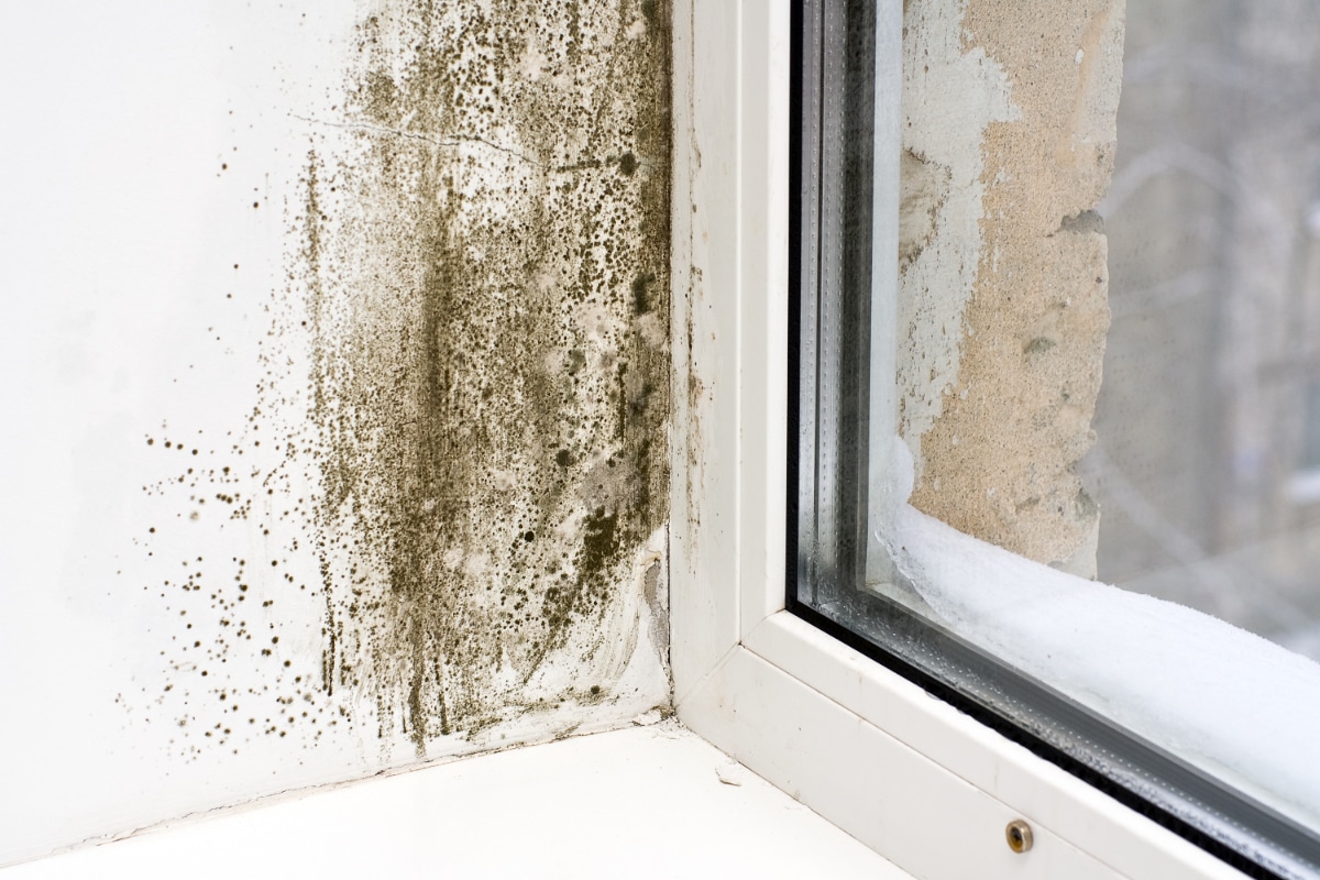 Problème de moisissures noires sur mur humide