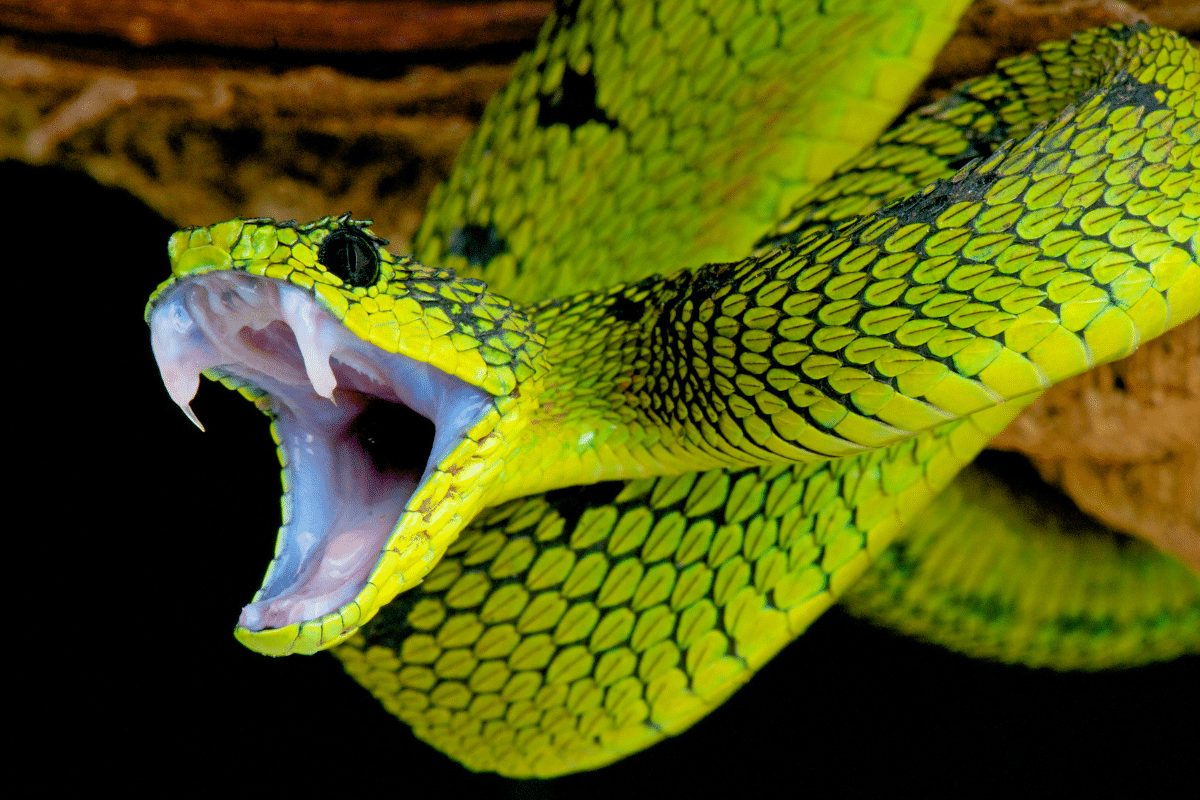 Serpent dans une salle de bain