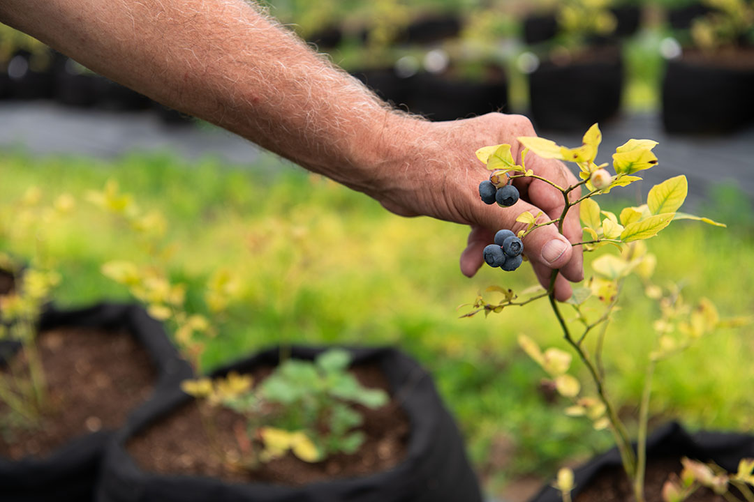 Jeunes plants de myrtilles