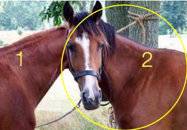 Solution de l'illusion optique