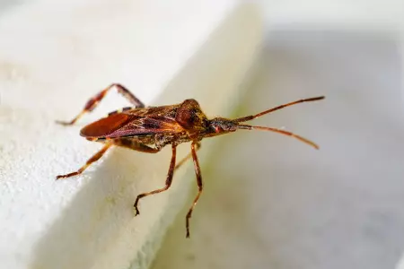 Gros plan d'une punaise piqueuse en macrophotographie
