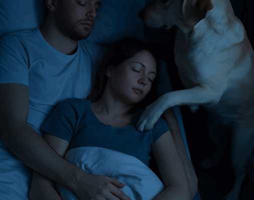 Labrador vigilant la nuit