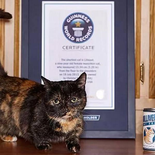 Portrait de Creme Puff, le chat ayant vécu le plus longtemps
