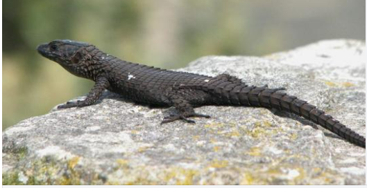 Reptile noir aux écailles métalliques observé dans la nature