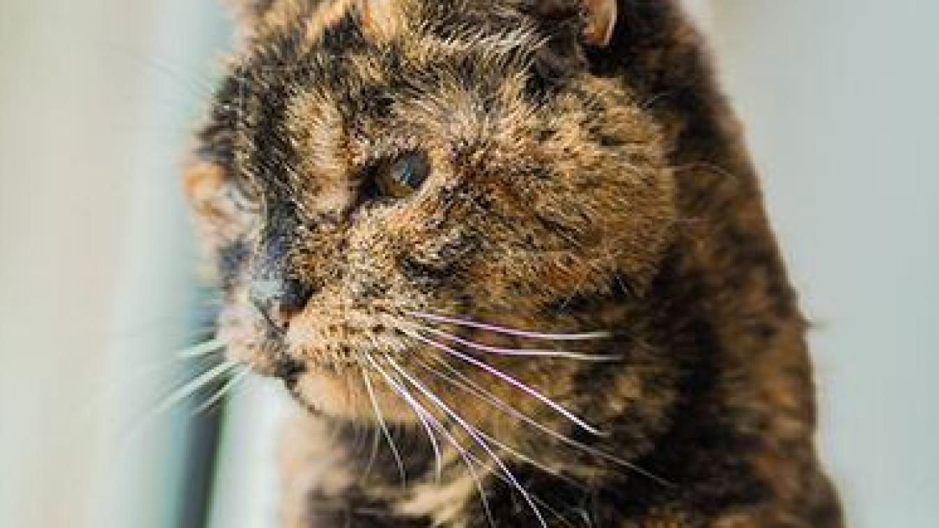 Environment enrichi pour chats âgés