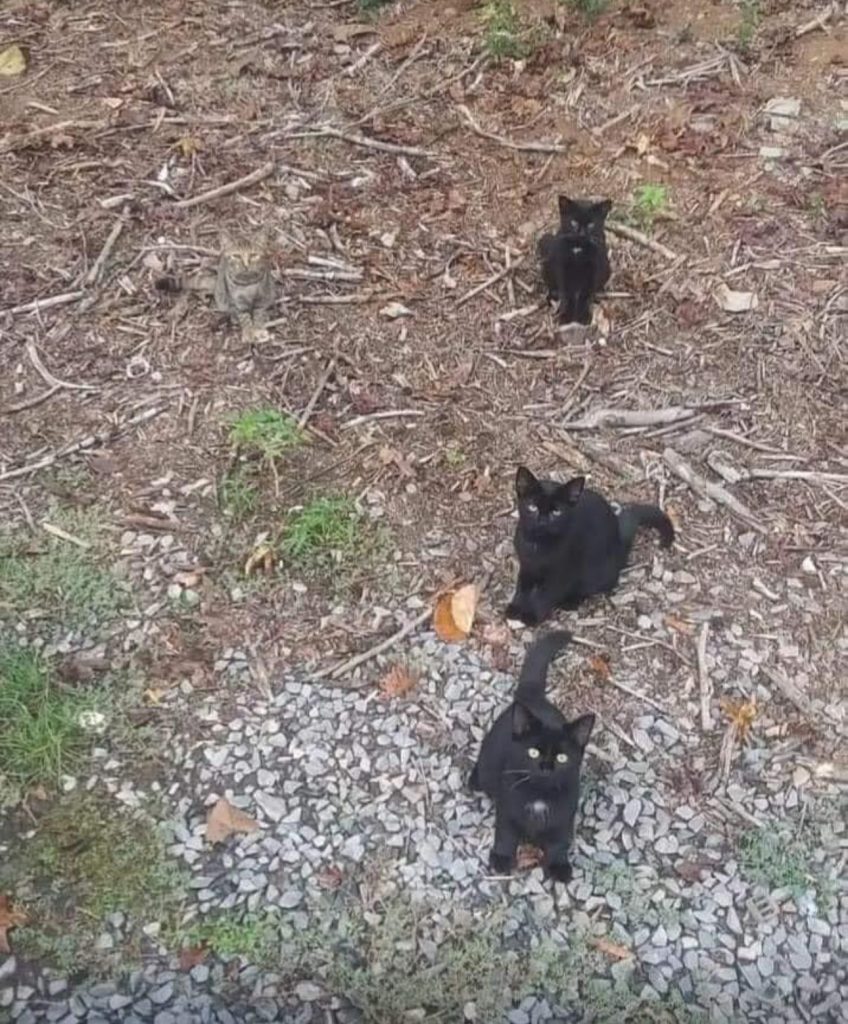 Un chat parfaitement dissimulé dans son cadre de vie