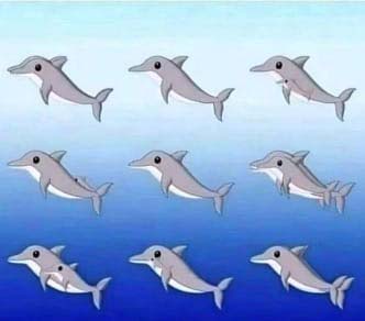 Image de dauphins cachés dans les vagues