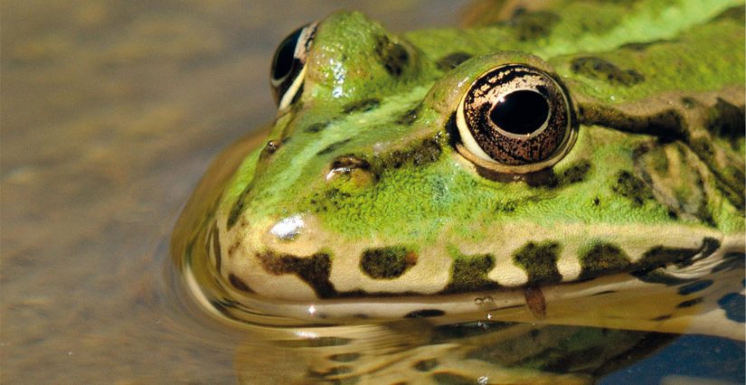 Grenouille de nuit dans son habitat