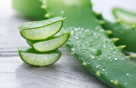 Feuille d'Aloe Vera coupée