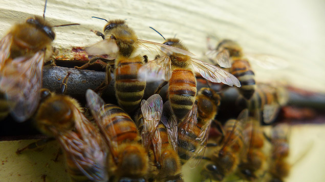 Abeilles butineuses inoffensives
