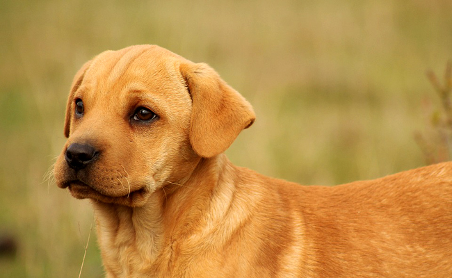Chien protecteur