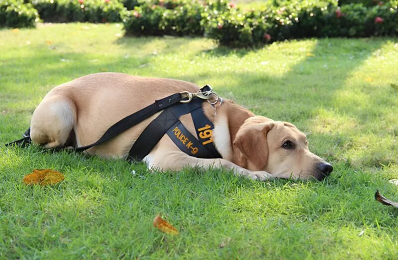 Nox en alerte face au général