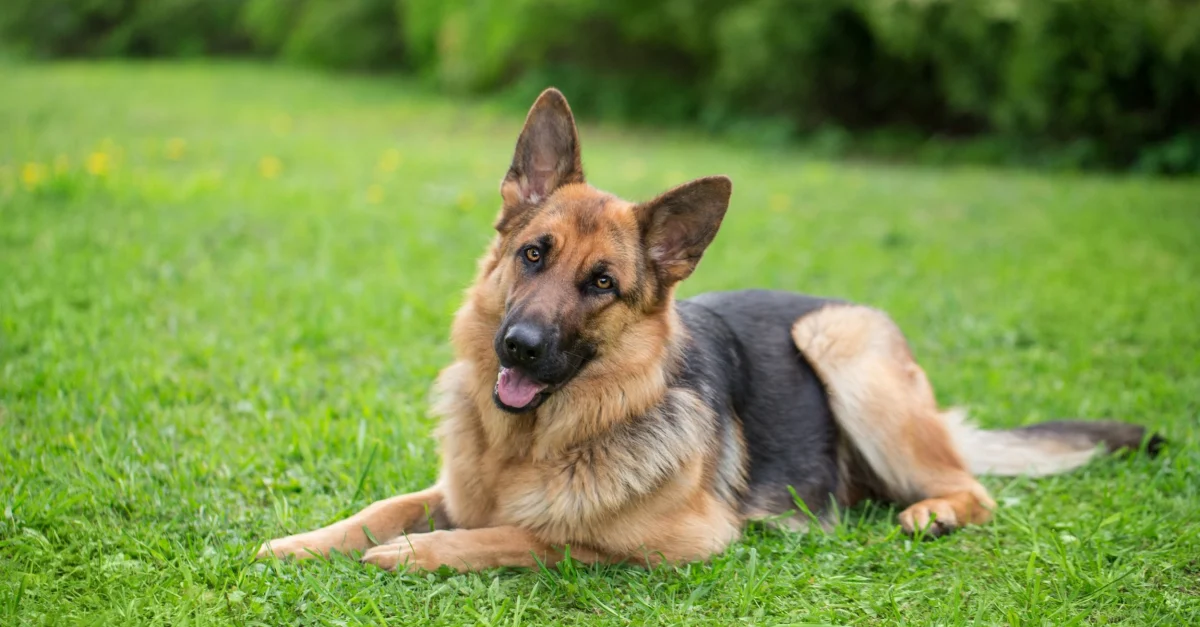 Vieille chienne berger allemand couchée