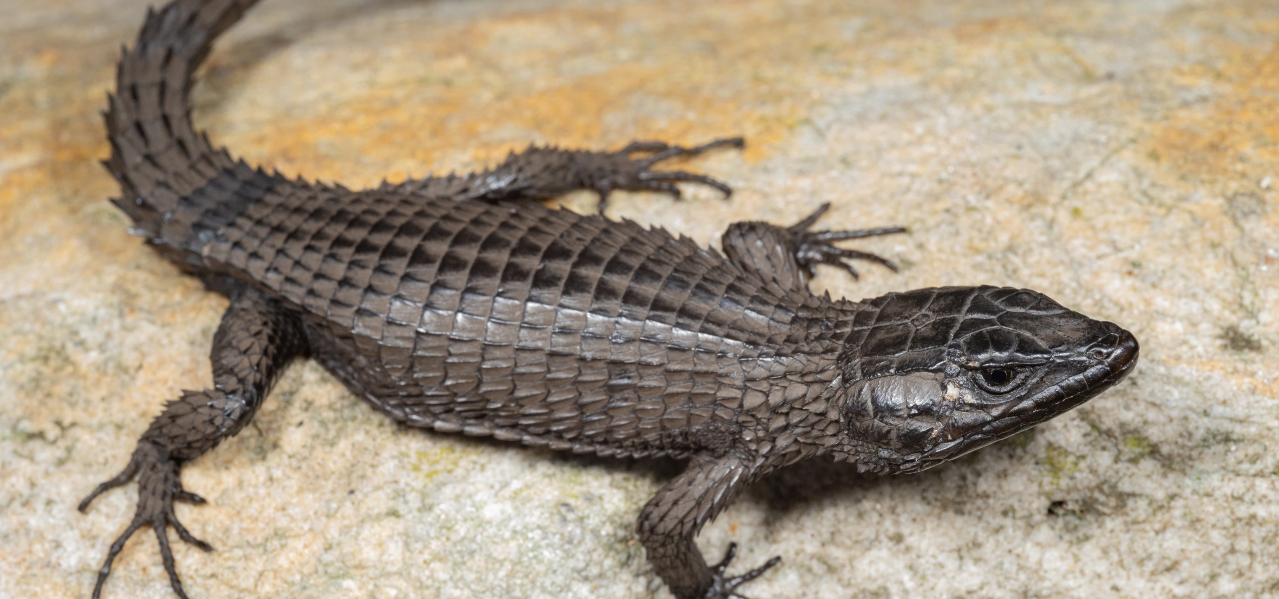 Cordylus niger, reptile aux écailles noires caractéristiques