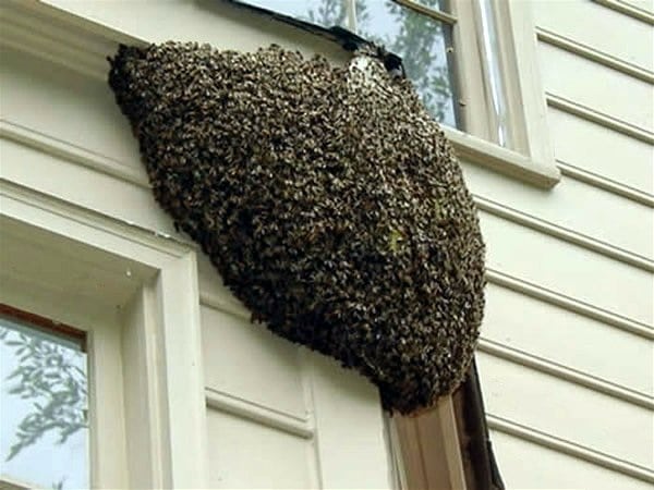 Importance écologique des abeilles