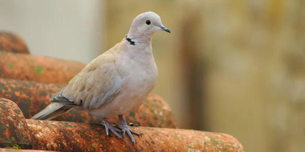 Guide pratique pour attirer les tourterelles