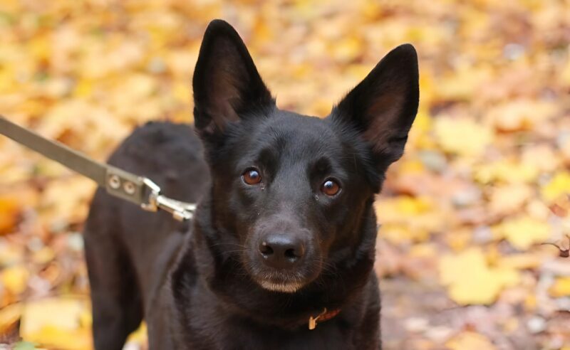 Chien assis près du bébé sauvé