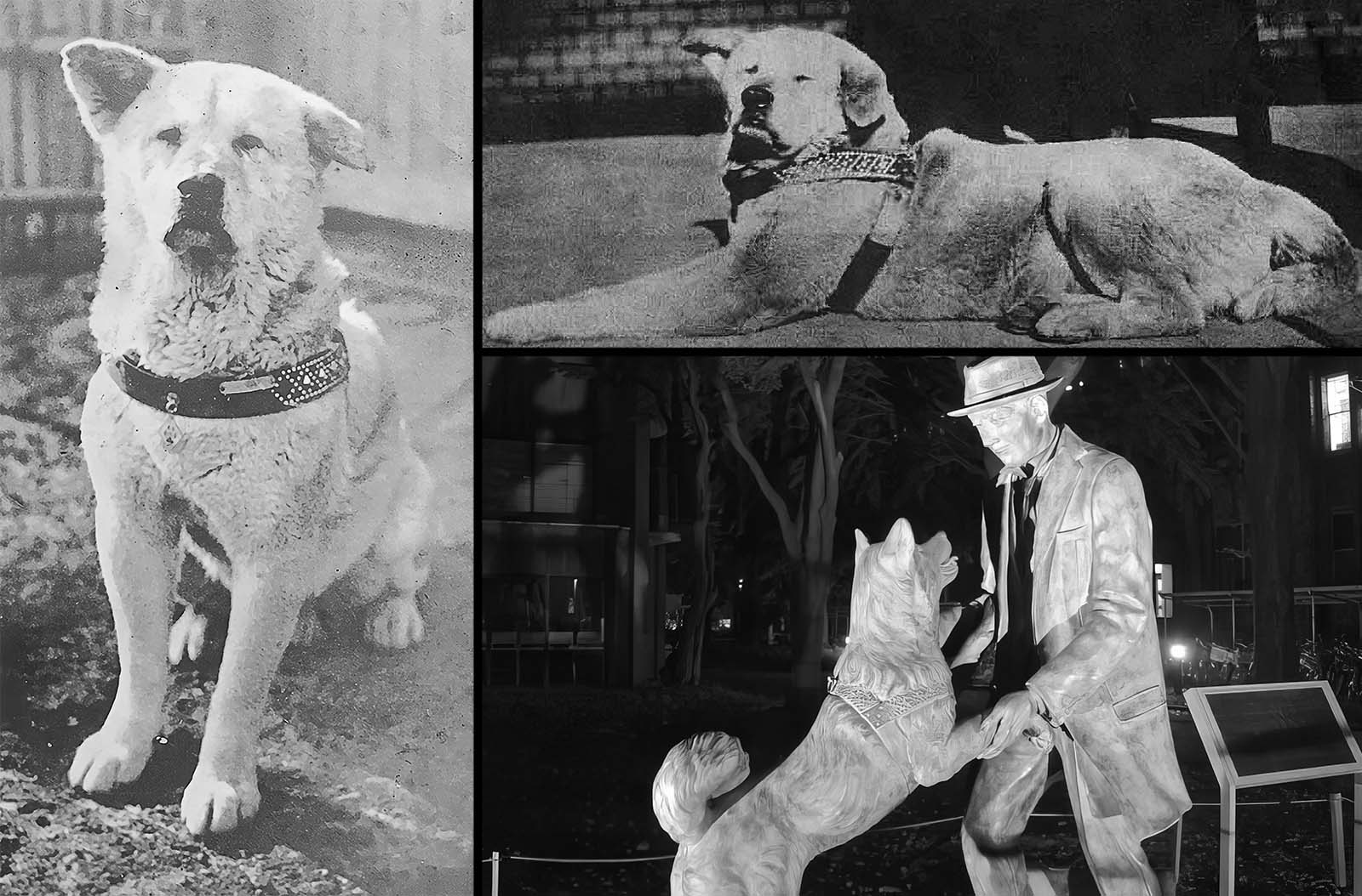 Hachiko adulte attendant à la gare