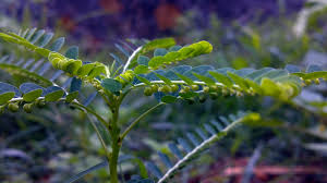 Feuilles de Phyllanthus niruri séchées