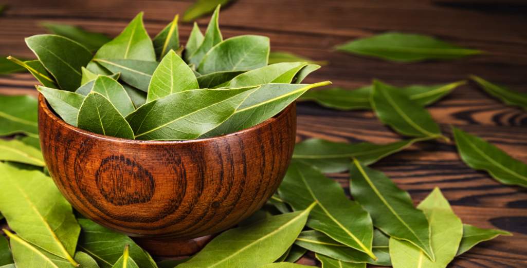 Propriétés répulsives du laurier contre les insectes