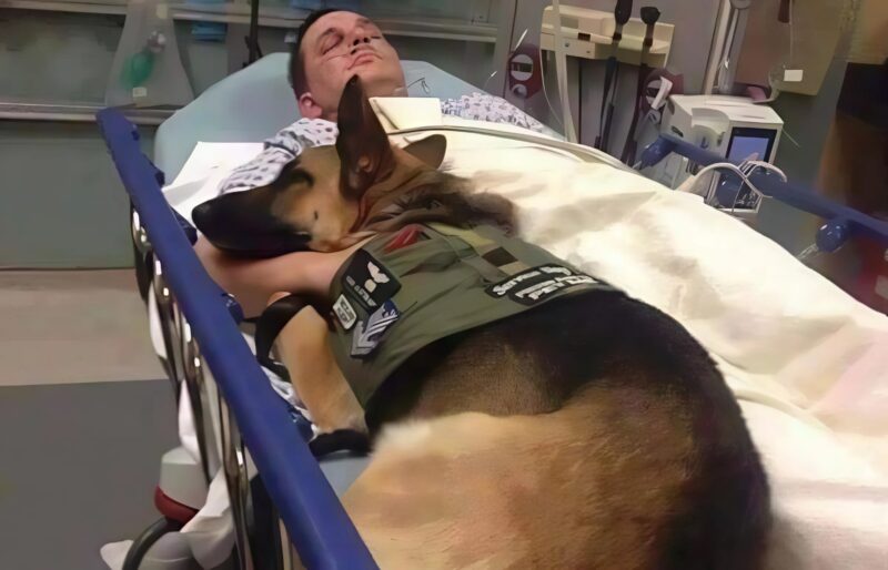Chien réconfortant son maître durant sa convalescence
