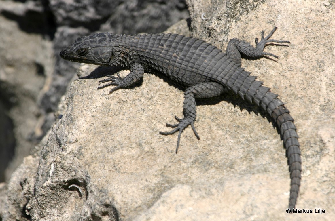Dragon des falaises dans son habitat naturel