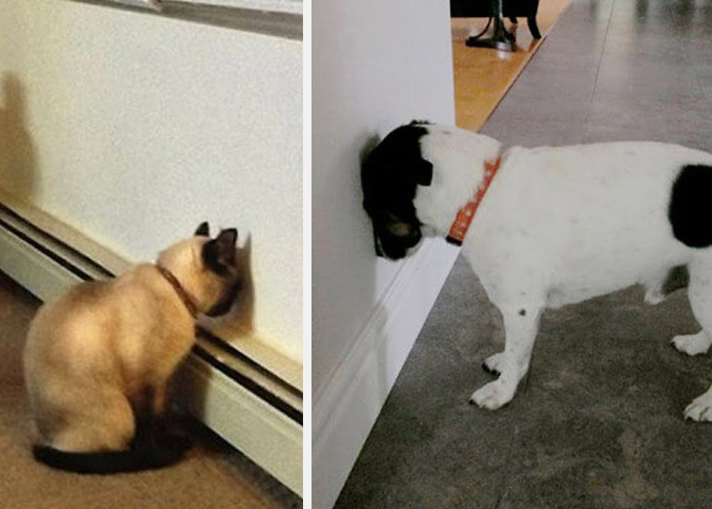 Chien et chat appuyant leur tête contre une surface dure