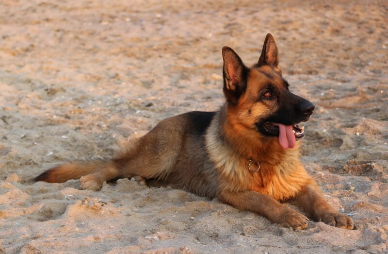 Chien de détection à l'œuvre